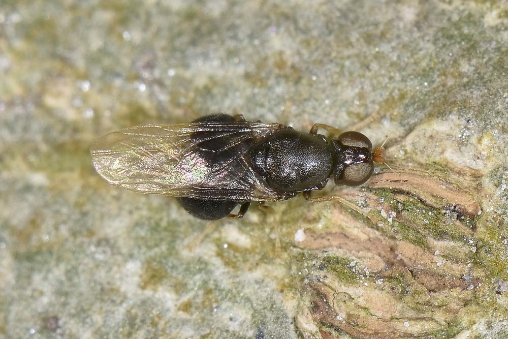 Stratiomyidae: Pachygaster atra